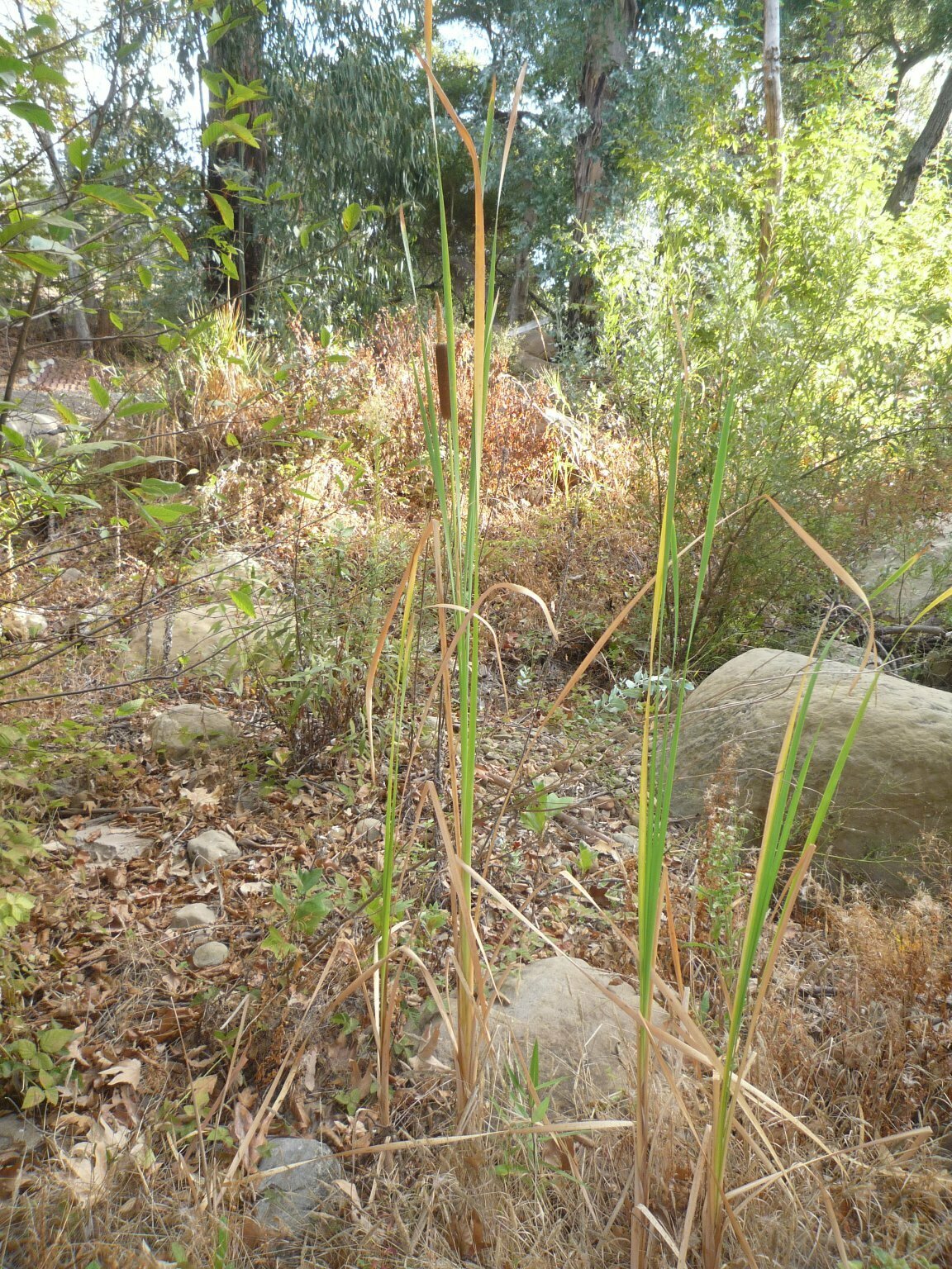 High Resolution Typha latifolia Plant
